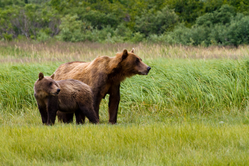 Grizzly Bear Sow And Cub